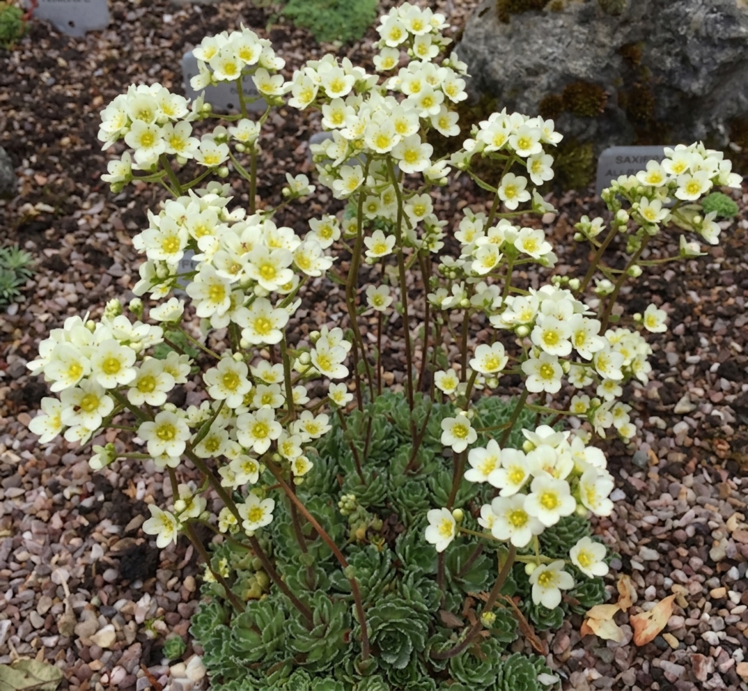Saxifraga 'Rainsley Seedling' 